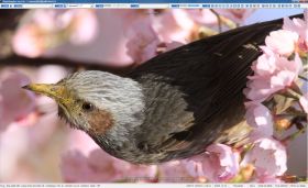 ファイルツリー表示